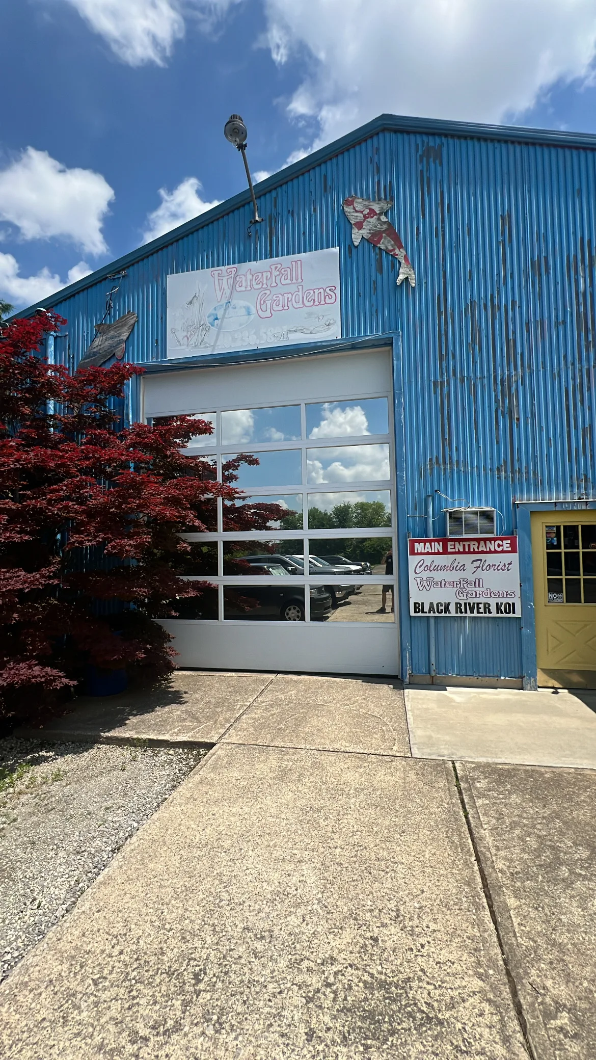 A blue corrugated metal building with large storefront windows displaying signage for Waterfall Gardens and Black River Koi, featuring a yellow door and red landscaping.